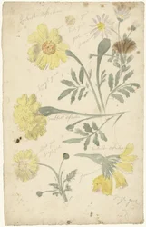 Blomsterstudier av ringblomster