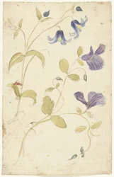 Studier av lilla og blå blomster