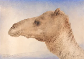 Portrett av kunstnerens dromedar