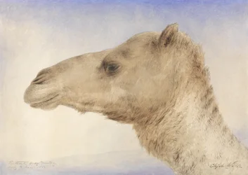 Portrait of the Artists Dromedary, 1862 (wc over grafitt på papir)