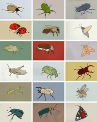 Insekter