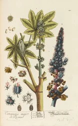 Blackwellian Herbarium revidert og utvidet, 1754-1773.