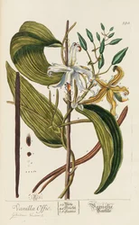 Blackwellian Herbarium revidert og utvidet, 1754-1773.