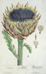 Artisjokk, fra 'Herbarium Blackwellianum', 1757 (penn og blekk og wc på papir)