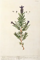 Fransk lavendel, plate 241 fra 