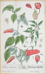 Guinea Pepper (Piper Indicum) tallerken 129 fra den tyske utgaven av 