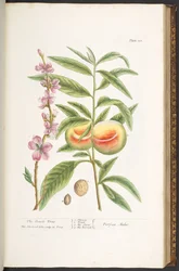Tallerken 101, fra 'A Curious Herbal'