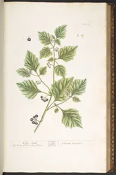 Plate 107, Søtvier, fra 