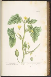Tallerken 108, fra 