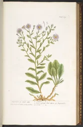 Tallerken 109, fra 