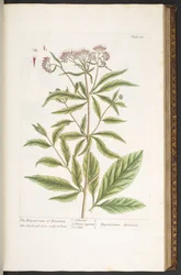 Tallerken 110, fra 