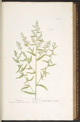 Tallerken 116, fra 