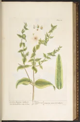 Tallerken 123, fra 