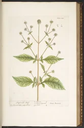 Tallerken 124, fra 