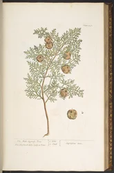 Tallerken 127, fra 'A Curious Herbal'