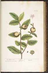 Tallerken 154, fra 