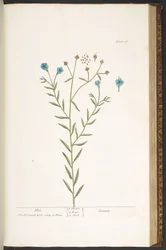 Tallerken 160, fra 