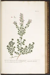 Tallerken 167, fra 