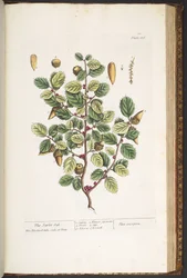 Tallerken 186, fra 