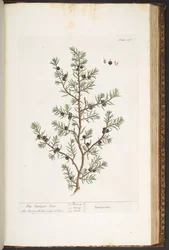 Tallerken 187, The Juniper Tree, fra 