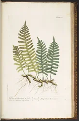 Tallerken 215, Wall-bregne eller Polypody of the Oak, fra 