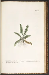 Tallerken 216, fra 