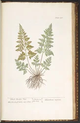 Plate 220, Black Maiden Hair, fra 