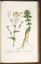 Tallerken 224, fra 