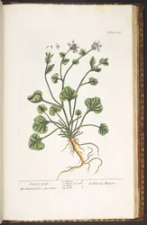 Tallerken 227, fra 