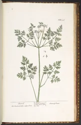 Plăcuța 236, cervil, de la „A Curious Herbal”norwegian