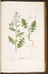 Tallerken 242, fra 