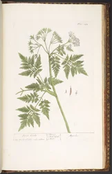 Tallerken 243, fra 