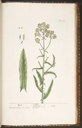 Tallerken 246, Wodd, fra 'A Curious Herbal'