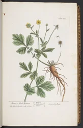 Tallerken 253, fra 