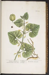 Tallerken 255, fra 