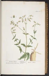Tallerken 268, fra 
