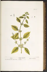 Tallerken 27, Balsam, fra 