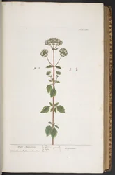 Tallerken 280, fra 'A Curious Herbal'