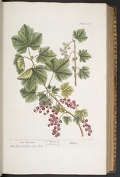 Tallerken 285, fra 'A Curious Herbal'
