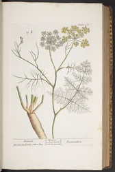 Tallerken 288, fra 