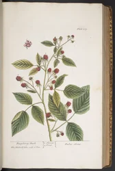 Tallerken 289, fra 