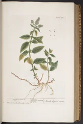 Tallerken 291, fra 