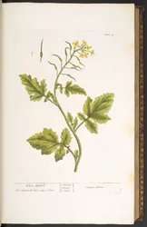 Tallerken 29, hvit sennep, fra 
