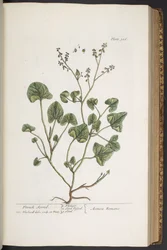 Tallerken 306, fra 