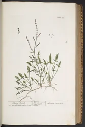 Tallerken 307, fra 