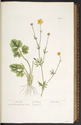 Tallerken 31, Crow Foot, fra 