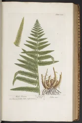 Tallerken 323, fra 'A Curious Herbal'