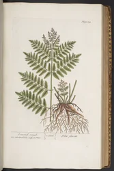 Tallerken 324, fra 