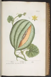 Tallerken 329, fra 