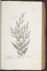 Tallerken 331, fra 